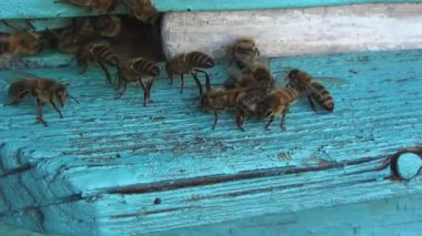 Bal arıları polen ve nektar toplamaktan eski bir ahşap arı kovanına dönüyorlar. Arılar kovanlara çok çabuk girip çıkıyorlar. Bu da çalışkanlıklarını gösteriyor..