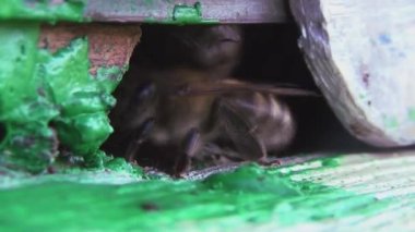 Bal arıları polen ve nektar toplamaktan eski bir ahşap arı kovanına dönüyorlar. Arılar kovanlara çok çabuk girip çıkıyorlar. Bu da çalışkanlıklarını gösteriyor..