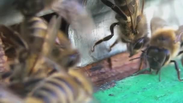 Honey Bees Return Collecting Pollen Nectar Old Wooden Beehive Bees — Stock Video