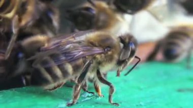 Bal arıları polen ve nektar toplamaktan eski bir ahşap arı kovanına dönüyorlar. Arılar kovanlara çok çabuk girip çıkıyorlar. Bu da çalışkanlıklarını gösteriyor..