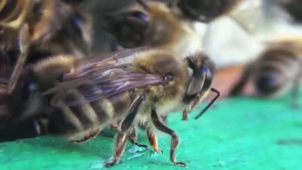 蜜蜂从采集花粉和花蜜返回到一个古老的木制蜂窝 蜜蜂很快地进出蜂窝 显示出它们的勤勉 — 图库视频影像