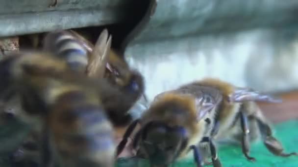 蜜蜂は花粉と蜜を集めることから古い木製のハチに戻ります ミツバチがハイブに入ってすぐに出て行き 彼らの誇りを実証する — ストック動画