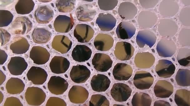 Een Close Macro Van Een Bijenverslindende Honing Linten Richten Zich — Stockvideo