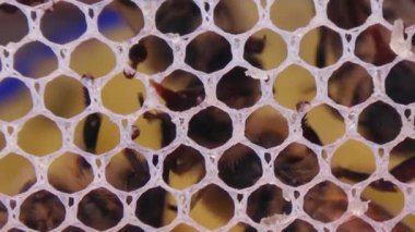 Bal yiyen bir arının yakın çekim makrosu. Kurdeleler arıdan arıya su içerken odaklanır.