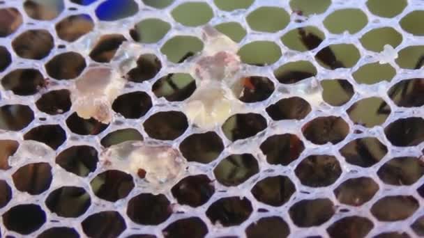 Крупним Планом Макрос Бджоли Споживає Мед Стрічки Фокусуються Від Бджіл — стокове відео