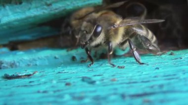 Nöbetçi bir böcek kolonisinin başında nöbet tutuyor. Arılar kovanlarının yakınında nöbet tutarlar.