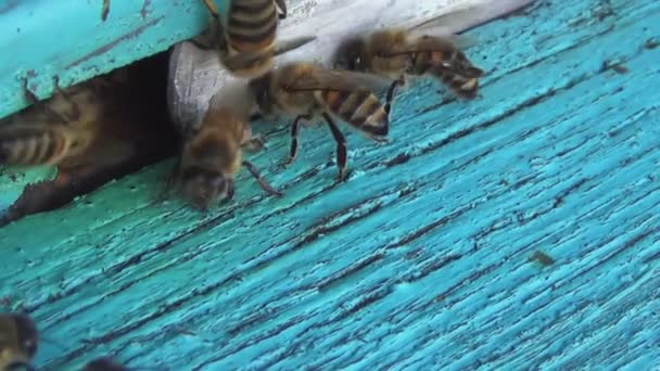 蜜蜂は花粉と蜜を集めることから古い木製のハチに戻ります ミツバチがハイブに入ってすぐに出て行き 彼らの誇りを実証する — ストック動画
