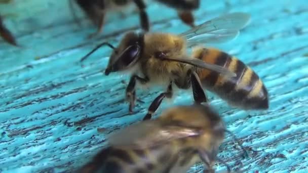 Abelhas Voltam Coleta Pólen Néctar Para Uma Velha Colmeia Madeira — Vídeo de Stock