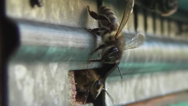 Nöbetçi Bir Böcek Kolonisinin Başında Nöbet Tutuyor Arılar Kovanlarının Yakınında — Stok video