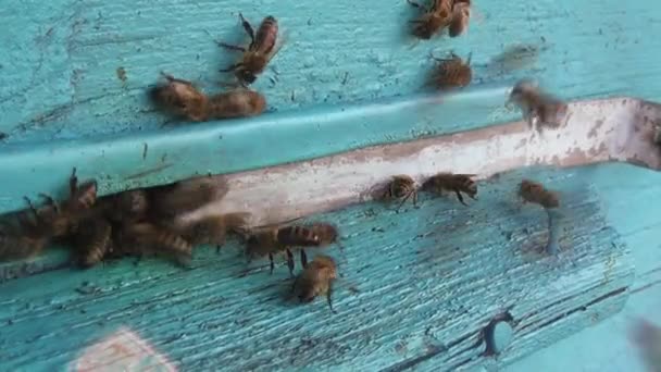 Honingbijen Keren Terug Van Het Verzamelen Van Stuifmeel Nectar Naar — Stockvideo