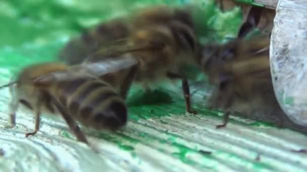 Pszczoły Miodne Wracają Zbierania Pyłku Nektaru Starego Drewnianego Ula Pszczoły — Wideo stockowe