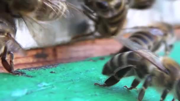 Sentinelový Hmyz Hlídá Svou Kolonii Včelí Stráž Hlídka Poblíž Jejich Videoklip