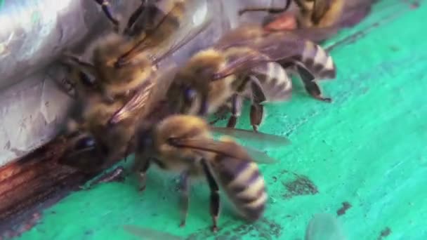 ミツバチはハイブリッドの近くで慎重に掃除しています 昆虫は汚れから自宅への入り口をきれいにする — ストック動画