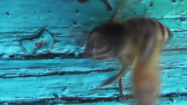 Honigbienen Kehren Vom Sammeln Von Pollen Und Nektar Einen Alten — Stockvideo