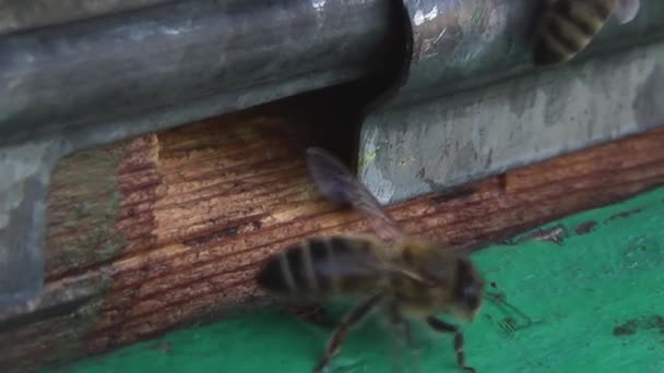 Medonosné Včely Vracejí Sběru Pylu Nektaru Starého Dřevěného Úlu Včely Videoklip