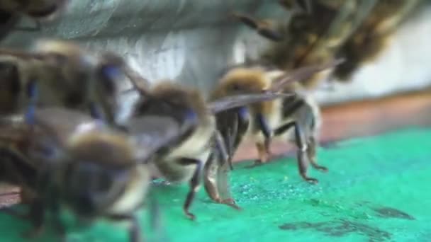 Včely Pečlivě Čistí Blízko Svého Úlu Hmyz Čistí Vchod Jejich Royalty Free Stock Záběr