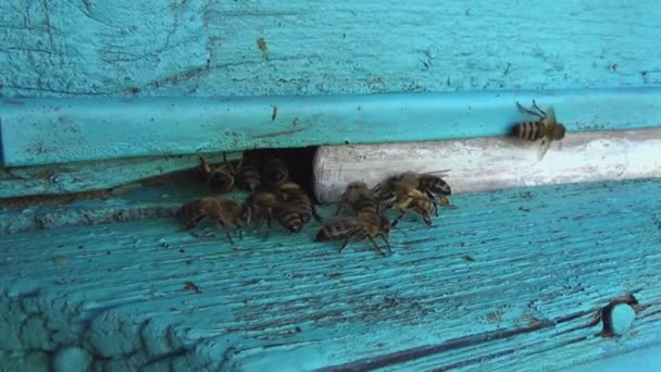 Medonosné Včely Vracejí Sběru Pylu Nektaru Starého Dřevěného Úlu Včely Videoklip