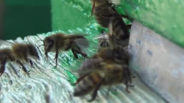 Medonosné Včely Vracejí Sběru Pylu Nektaru Starého Dřevěného Úlu Včely Royalty Free Stock Video