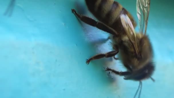 Pohled Zblízka Včelu Která Pečlivě Střeží Svůj Domov Detailní Obraz Stock Video
