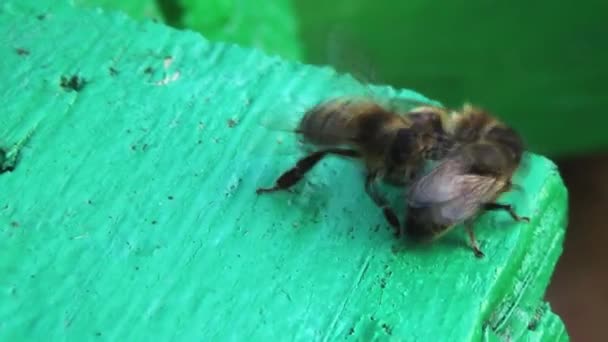 Dva Strážní Včely Odpuzují Zloděje Svého Domova Honit Nezvané Hosty Videoklip