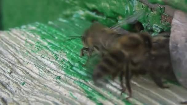 Medonosné Včely Vracejí Sběru Pylu Nektaru Starého Dřevěného Úlu Včely Royalty Free Stock Video