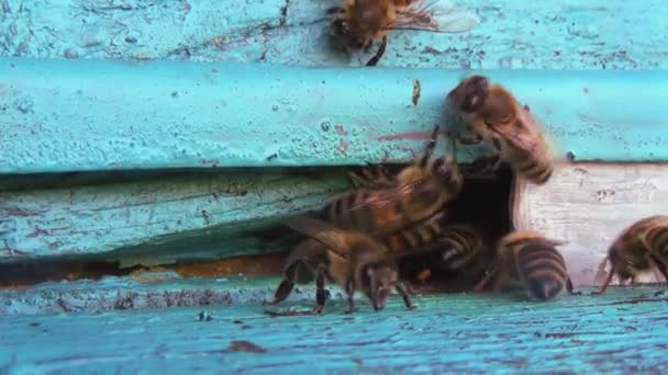Medonosné Včely Vracejí Sběru Pylu Nektaru Starého Dřevěného Úlu Včely Stock Video