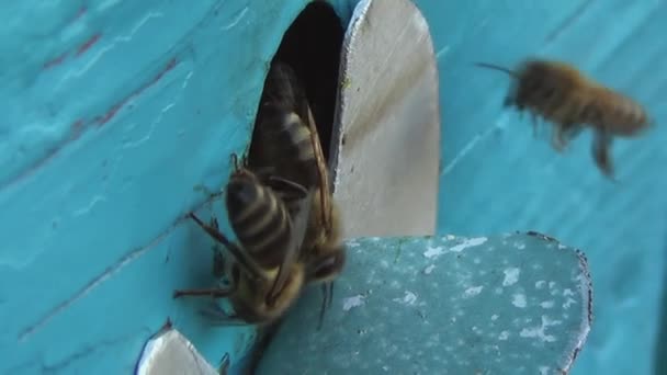 Medonosné Včely Vracejí Sběru Pylu Nektaru Starého Dřevěného Úlu Včely Stock Záběr
