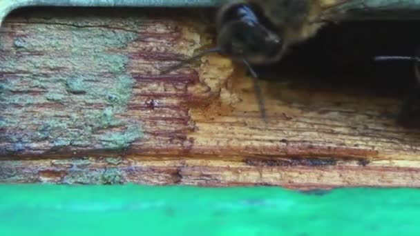 Medonosné Včely Vracejí Sběru Pylu Nektaru Starého Dřevěného Úlu Včely Royalty Free Stock Záběr