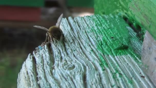 Honungsbin Återvänder Från Att Samla Pollen Och Nektar Till Gammal — Stockvideo