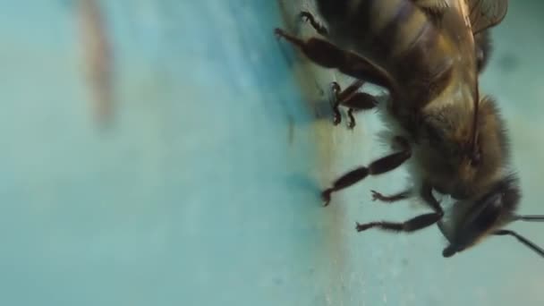 家を慎重に守るミツバチのクローズアップビュー 周りを見回す昆虫の詳細なイメージ — ストック動画