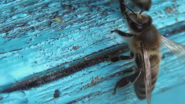 Insecto Centinela Vigila Colonia Las Abejas Vigilan Patrullan Cerca Colmena — Vídeo de stock