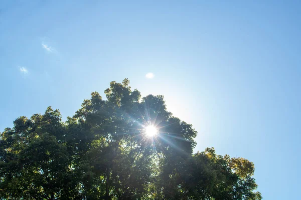 Сонячне Літо День Сонцем Сяє Яскраво Через Дерево — стокове фото