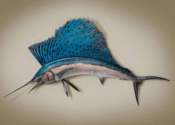 Blue black stripped Marlin Sailfish with large sail-like dorsal fin trophy mounted on a wall