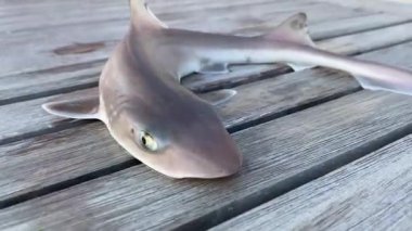 Küçük bir bebek köpekbalığı rıhtımın kenarındaki masada yatıyor. Parlak vücudu güneş ışığında parıldıyor. Çocuklar ona nazikçe merakla dokunuyor. Dakikalar sonra, genç köpekbalığı güvenli bir şekilde okyanusa geri döner. Uçsuz bucaksız deniz ufka doğru uzanıyor., 
