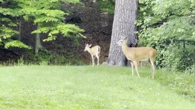 Sessiz bir arka bahçede sakince otlayan birkaç geyiğin videosu. Etrafı uzun ağaçlarla çevrili, doğal gün ışığı ve huzurlu bir banliyö ya da kırsal atmosferi var..
