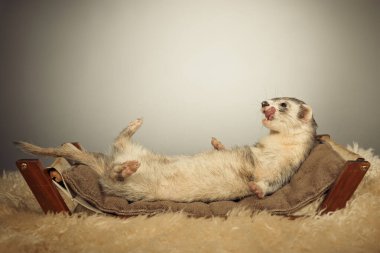 Dağ gelinciği, arka tarafta uzanmış stüdyoda portre pozu veriyor.