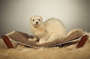 Açık renk kürklü gelincik arka tarafta uzanıyor. Stüdyoda portre için poz veriyor.