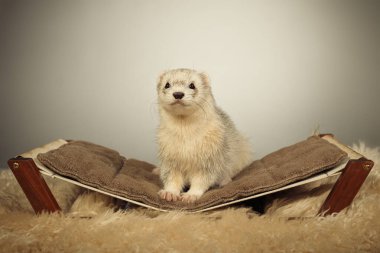 Açık renk kürklü gelincik arka tarafta uzanıyor. Stüdyoda portre için poz veriyor.