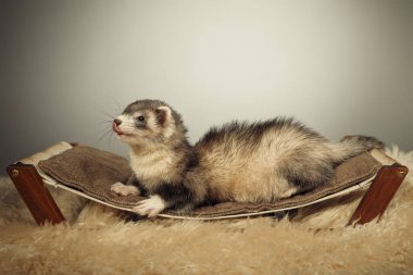 Dağ gelinciği stüdyoda portre için poz veriyor.