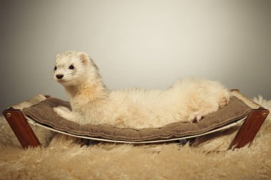 Açık renk kürklü gelincik arka tarafta uzanıyor. Stüdyoda portre için poz veriyor.