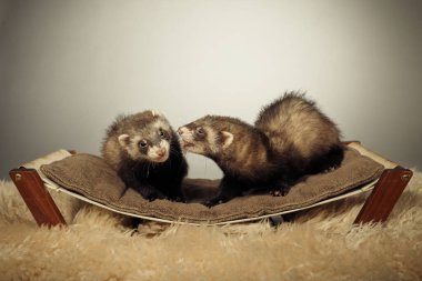 Standart renk dağ gelinciği stüdyoda portre için poz veriyor.