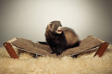 Standart renk dağ gelinciği stüdyoda portre için poz veriyor.