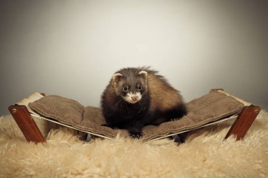 Standart renk dağ gelinciği stüdyoda portre için poz veriyor.