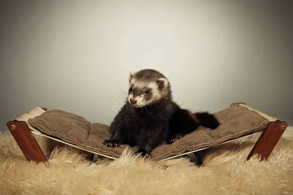 Stock image Standard color ferret indoor posing for portrait in studio