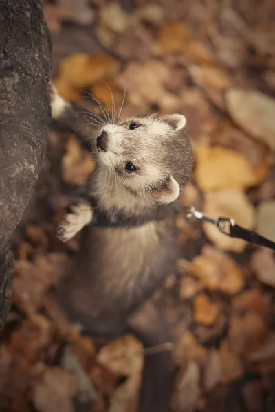 小雪貂在秋天的公园里散步 享受探险的乐趣 — 图库照片