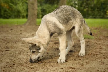 Czechoslovak kurt köpeğinin erkek köpeği açık hava oyunlarını seviyor.