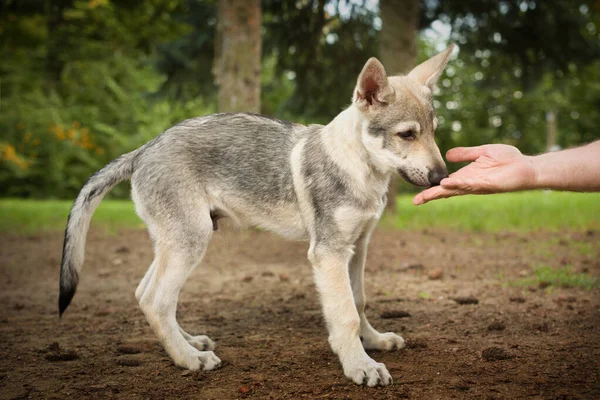 チェコスロバキアのオオカミ犬のオス子犬屋外ゲームを楽しんで — ストック写真