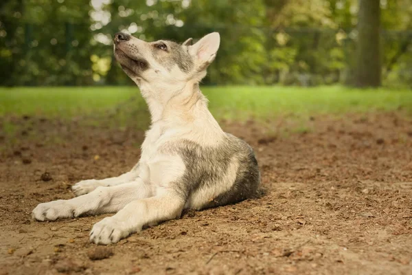 Man Puppy Van Tsjechoslowaakse Wolfhond Genieten Outdoor Games — Stockfoto