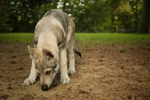 Man Puppy Van Tsjechoslowaakse Wolfhond Genieten Outdoor Games — Stockfoto