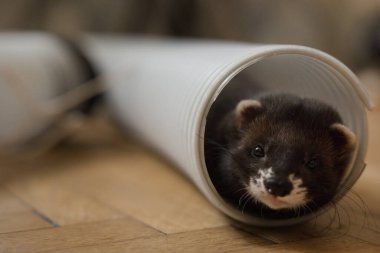 Siyah gelincik plastik tüp oyuncağın içinde portre için poz veriyor.